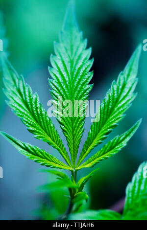 Close-up di piante di marijuana Foto Stock