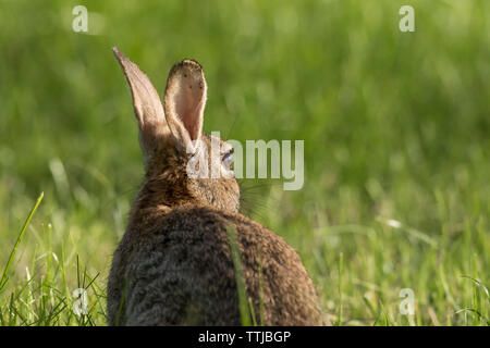 Primo piano posteriore del coniglio selvatico britannico (Oryctolagus cuniculus) isolato all'aperto nel campo durante il sole estivo, orecchie in alto e in allerta. Foto Stock