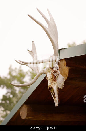 Cranio animale trofeo appeso sul tetto contro il cielo chiaro Foto Stock