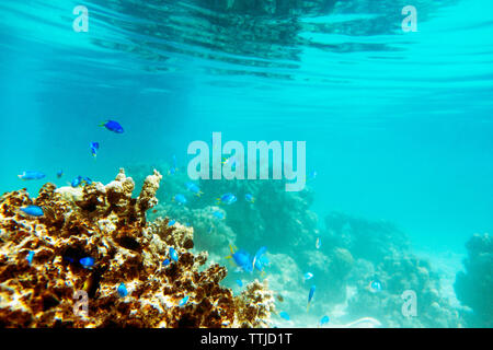 Pesci e coralli underwater Foto Stock