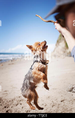 Immagine ritagliata dell'uomo gioca con lo Yorkshire terrier a beach Foto Stock