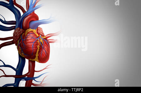 Cuore umano anatomia di un corpo sano isolato su uno sfondo bianco come un medico di cure sanitarie simbolo di un interno organo cardiovascolare. Foto Stock