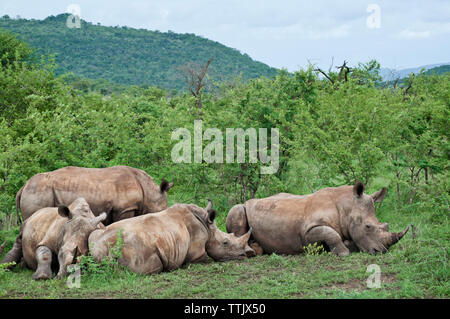 Rhinoceros rilassante sul campo erboso da piante in foresta Foto Stock