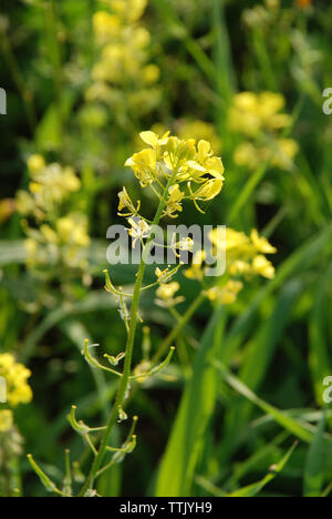 Il villaggio di Spata, Grecia / Fiori in campagna Foto Stock