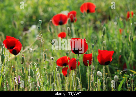 Il villaggio di Spata, Grecia / Fiori in campagna Foto Stock