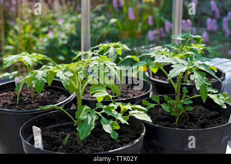 Pentole di giardinieri deliziare ciliegia pomodoro piante (Solanum lycopersicum) che crescono in una serra in primavera Inghilterra Regno Unito Gran Bretagna Foto Stock