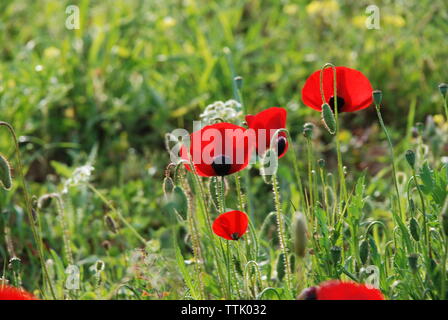 Il villaggio di Spata, Grecia / Fiori in campagna Foto Stock