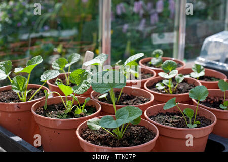 Tender Hollyhock Chaters Double Mix giovani piante giovani giovani giovani giovani giovani pianta che crescono in vasi in una serra Inghilterra Regno Unito GB Gran Bretagna Foto Stock