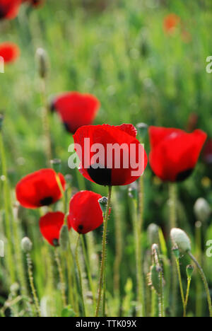 Il villaggio di Spata, Grecia / Fiori in campagna Foto Stock