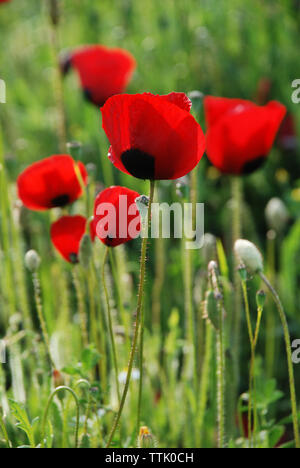 Il villaggio di Spata, Grecia / Fiori in campagna Foto Stock