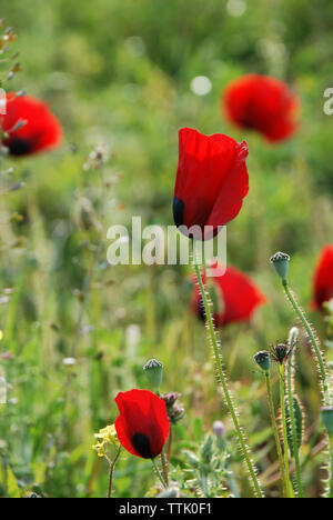 Il villaggio di Spata, Grecia / Fiori in campagna Foto Stock