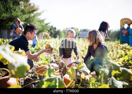 Raccolta della famiglia al campo di zucca Foto Stock