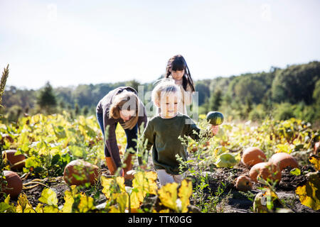 Famiglia di zucca raccolta in una fattoria contro sky Foto Stock