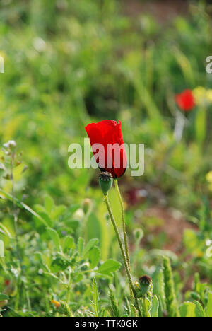 Il villaggio di Spata, Grecia / Fiori in campagna Foto Stock