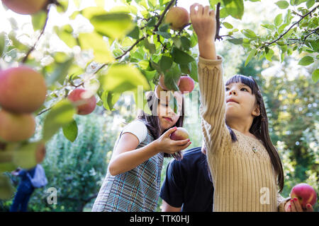 Le figlie con il padre la mietitura in apple Orchard Foto Stock