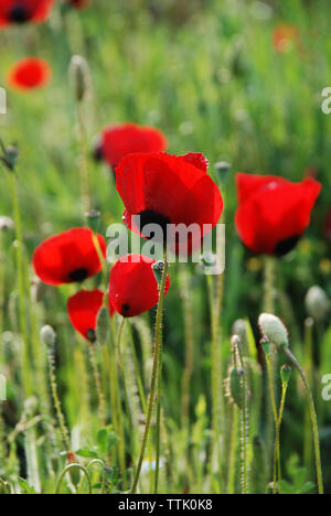 Il villaggio di Spata, Grecia / Fiori in campagna Foto Stock