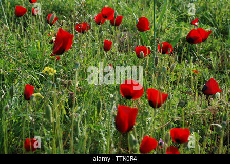 Il villaggio di Spata, Grecia / Fiori in campagna Foto Stock