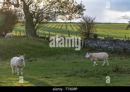 Pecora comune (Ovis aries) giornate di pascolo su terreni coltivati al tramonto con luce scarsa, Embleton, Northumberland, Regno Unito Foto Stock