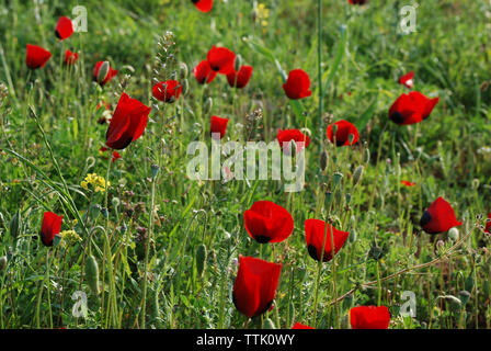 Il villaggio di Spata, Grecia / Fiori in campagna Foto Stock