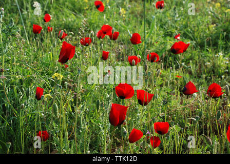 Il villaggio di Spata, Grecia / Fiori in campagna Foto Stock