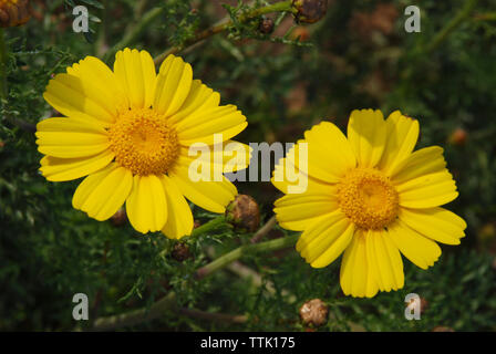 Il villaggio di Spata, Grecia / Fiori in campagna Foto Stock