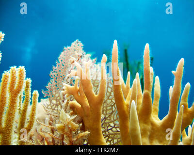 Close-up di coralli in mare Foto Stock