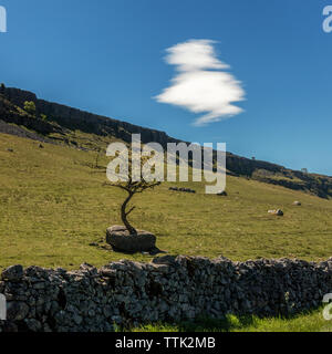 Paesaggio DEL REGNO UNITO: Biancospino albero che cresce su di una roccia calcarea in cappella-le-Dale, Yorkshire Dales Foto Stock
