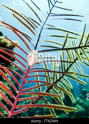 Close-up di flamingo lingua va a passo di lumaca sul corallo in mare Foto Stock