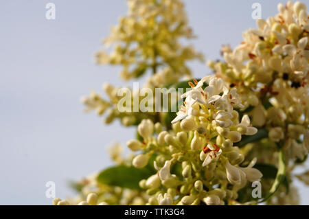 Fiori di Ligustrum vulgare pannocchie e fiori di colore bianco Foto Stock