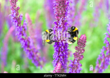 Morbidi i bombi di freschi fiori viola di salvia su un vivace sfondo verde in un bellissimo giardino soleggiato Foto Stock