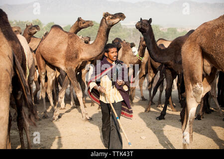 L'uomo avvolto in una coperta a piedi contro i cammelli sulla sabbia a Pushkar Fair Foto Stock