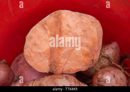 Un bel raccolto di patate dolci. Uno è diviso aperta che mostra una dettagliata close up look di interni. Foto Stock