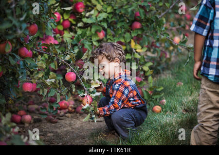 Ragazzo picking apple dalla pianta in Orchard Foto Stock