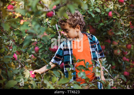 Ragazzo picking apple mentre in piedi in Orchard Foto Stock