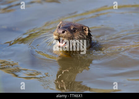 Lontra (Lutra lutra) nell'acqua sorridente e cercando felice Foto Stock