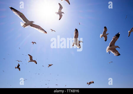 Basso angolo di visione di gabbiani battenti contro il cielo blu sulla giornata di sole Foto Stock