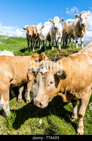 Ardara, County Donegal, Irlanda. 17 Giugno, 2019. L'Irlanda a svelare piano audace per affrontare emergenza clima questo pomeriggio. Gli agricoltori hanno assalito Taoiseach Leo Varadkar per dire che egli sta cercando di mangiare meno carne per ridurre la sua impronta di carbonio. Manifestanti hanno salutato il mese scorso con il canto: "Dov'è la carne di manzo, è vegano?". Immagine mostra la carne bovina irlandese bovini questo pomeriggio. Credito: Richard Wayman/Alamy Live News Foto Stock