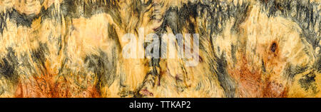 Natura burl a strisce di legno Foto Stock