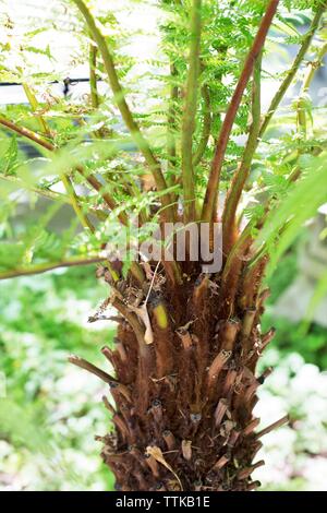 Balantium antarcticum, noto anche come Dicksonia antarctica - Australian soft Fern Tree. Foto Stock