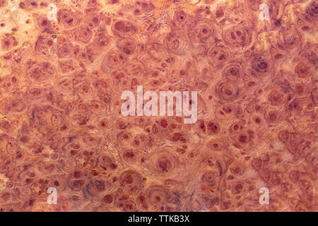 Natura burl a strisce di legno Foto Stock