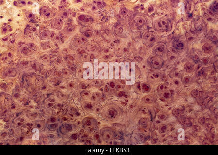 Natura burl a strisce di legno Foto Stock