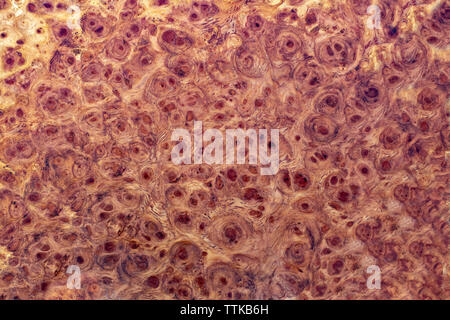 Natura burl a strisce di legno Foto Stock