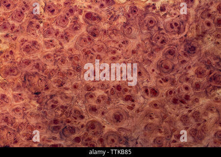 Natura burl a strisce di legno Foto Stock