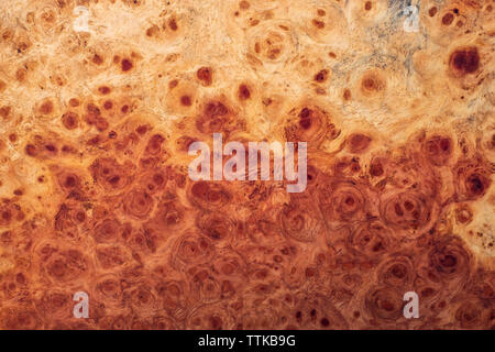 Natura burl a strisce di legno Foto Stock