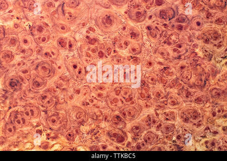 Natura burl a strisce di legno Foto Stock