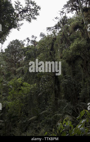 Subtropicale primordiale foresta di pioggia copre il versante occidentale delle Ande a 2200 metri di altezza Bellavista Lodge in Ecuador. Foto Stock