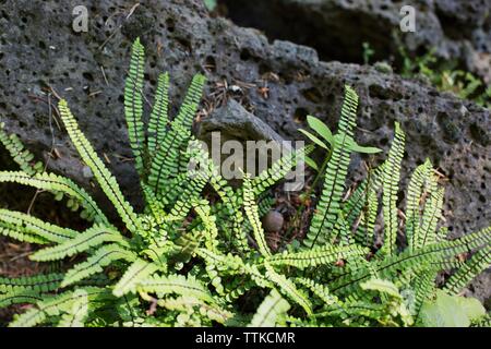 Asplenium trichomanes - maidenhair spleenwort. Foto Stock
