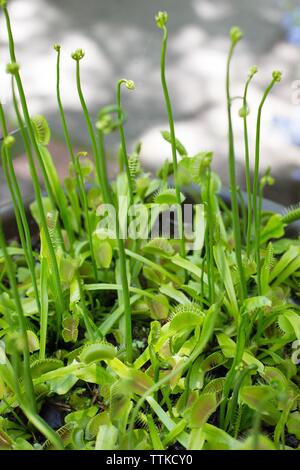 Dionaea muscipula - Venus fly trap. Foto Stock