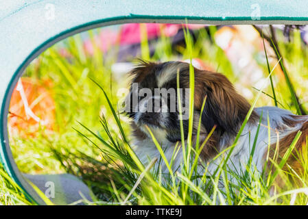 Pekingese dog è in appoggio all'ombra Foto Stock