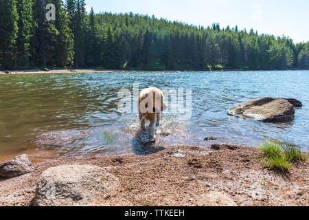 Il Golden Retriever cane che corre al di fuori dell'acqua nel lago di montagna con palla da tennis Foto Stock